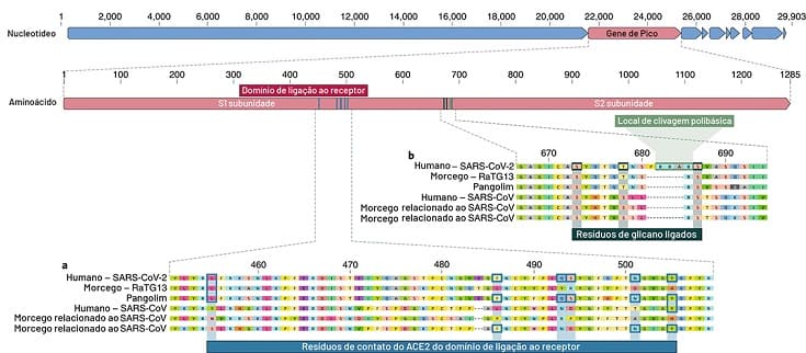 evolucao genoma coronavirus