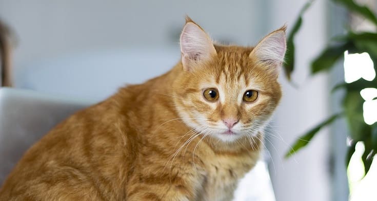gato coronavirus
