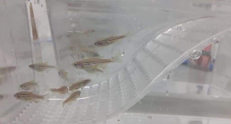 peixe paulistinha covid19