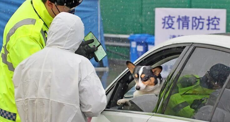 pet animal estimacao coronavirus