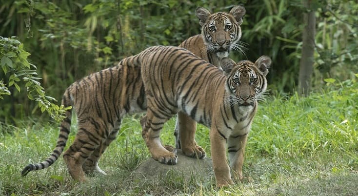 Tigres e Leões apresentam sintoma de coronavírus