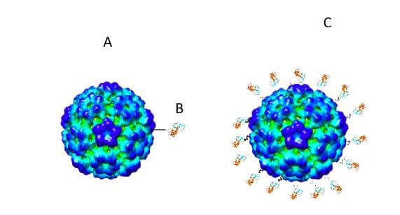 usp vacina coronavirus